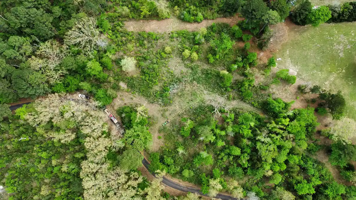 Aerial view of overgrown Mineola, TX property before land clearing and tree removal
